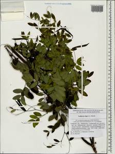 Lathyrus niger (L.)Bernh., Eastern Europe, Middle Volga region (E8) (Russia)