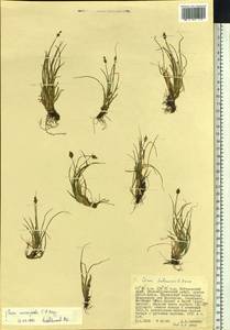 Carex micropoda C.A.Mey., Siberia, Russian Far East (S6) (Russia)