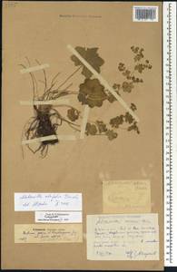 Alchemilla lindbergiana Juz., Eastern Europe, Eastern region (E10) (Russia)