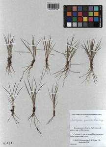 Cleistogenes squarrosa (Trin.) Keng, Siberia, Altai & Sayany Mountains (S2) (Russia)