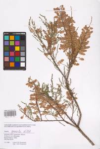 Tamarix gracilis Willd., Middle Asia, Caspian Ustyurt & Northern Aralia (M8) (Kazakhstan)