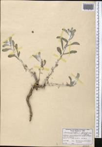 Lachnophyllum gossypinum Bunge, Middle Asia, Western Tian Shan & Karatau (M3) (Kyrgyzstan)