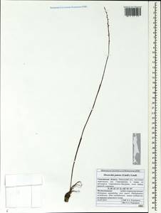 Oreorchis patens (Lindl.) Lindl., Siberia, Russian Far East (S6) (Russia)