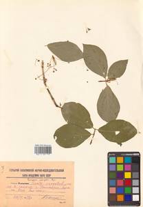 Euonymus macropterus Rupr., Siberia, Russian Far East (S6) (Russia)