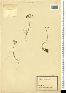 Allium moschatum L., Caucasus, Georgia (K4) (Georgia)