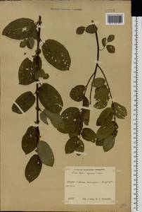 Salix caprea × myrsinifolia, Eastern Europe, Central region (E4) (Russia)