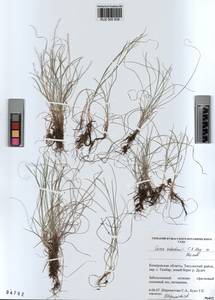 KUZ 000 939, Carex sedakowii C.A.Mey. ex Meinsh., Siberia, Altai & Sayany Mountains (S2) (Russia)