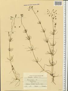 Spergula arvensis L., Eastern Europe, South Ukrainian region (E12) (Ukraine)