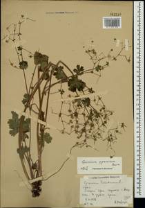 Geranium pyrenaicum Burm. f., Crimea (KRYM) (Russia)