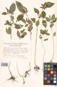 Elsholtzia ciliata (Thunb.) Hyl., Eastern Europe, Moscow region (E4a) (Russia)