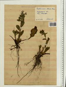 Pulmonaria obscura Dumort., Eastern Europe, North Ukrainian region (E11) (Ukraine)