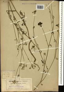 Torilis arvensis (Huds.) Link, Caucasus, Georgia (K4) (Georgia)