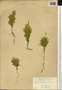 Dendrolycopodium juniperoideum (Sw.) A. Haines, Siberia, Russian Far East (S6) (Russia)