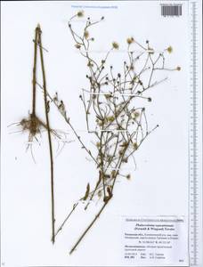 Erigeron annuus (L.) Pers., Eastern Europe, Central region (E4) (Russia)