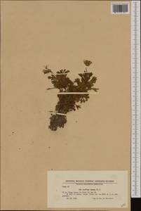 Saxifraga pedemontana subsp. cymosa (Waldste. & Kit.) Engler, Western Europe (EUR) (Bulgaria)