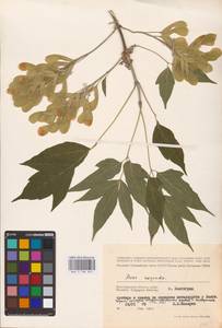 Acer negundo L., Eastern Europe, Lower Volga region (E9) (Russia)