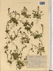 Polygala amarella Crantz, Eastern Europe, Central forest region (E5) (Russia)