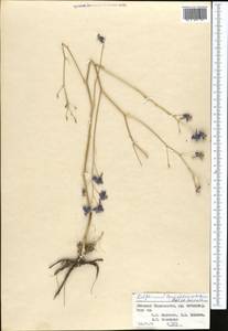 Delphinium longipedunculatum Regel & Schmalh., Middle Asia, Western Tian Shan & Karatau (M3) (Tajikistan)
