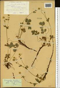 Potentilla crantzii subsp. gelida (C. A. Mey.) Soják, Siberia, Western (Kazakhstan) Altai Mountains (S2a) (Kazakhstan)