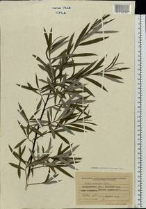 Salix elaeagnos, Eastern Europe, West Ukrainian region (E13) (Ukraine)