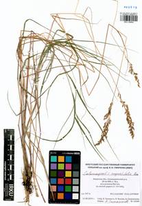Calamagrostis angustifolia Kom., Siberia, Russian Far East (S6) (Russia)