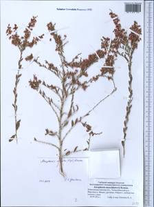 Atraphaxis virgata (Regel) Krasn., Middle Asia, Western Tian Shan & Karatau (M3) (Kazakhstan)