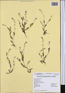 Myosotis ramosissima Rochel, Western Europe (EUR) (Italy)