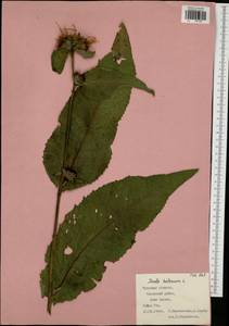 Inula helenium L., Eastern Europe, Central region (E4) (Russia)