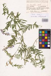 Vicia cracca L., Eastern Europe, Central forest-and-steppe region (E6) (Russia)