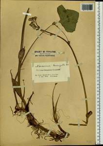 Petasites radiatus (J. F. Gmel.) J. Toman, Siberia, Western Siberia (S1) (Russia)