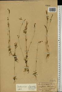 Centaurium uliginosum (Waldst. & Kit.) Fritsch, Eastern Europe, Eastern region (E10) (Russia)