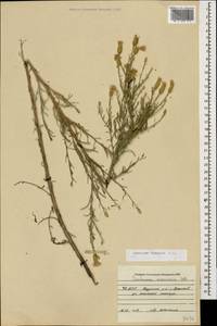 Centaurea arenaria M. Bieb. ex Willd., Caucasus, North Ossetia, Ingushetia & Chechnya (K1c) (Russia)