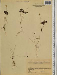 Coptis trifolia (L.) Salisb., Siberia, Russian Far East (S6) (Russia)