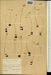 Saxifraga bronchialis, South Asia, South Asia (Asia outside ex-Soviet states and Mongolia) (ASIA) (China)