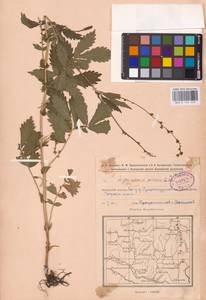 Agrimonia pilosa Ledeb., Eastern Europe, Eastern region (E10) (Russia)