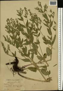 Nepeta ucranica subsp. parviflora (M.Bieb.) M.Masclans de Bolos, Eastern Europe, Lower Volga region (E9) (Russia)