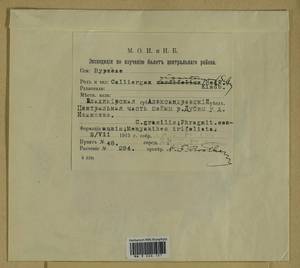 Calliergon giganteum (Schimp.) Kindb., Bryophytes, Bryophytes - Moscow City & Moscow Oblast (B6a) (Russia)