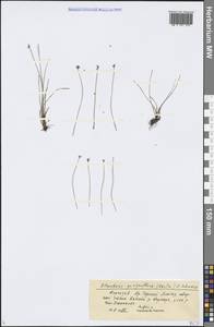 Eleocharis quinqueflora (Hartmann) O.Schwarz, Middle Asia, Northern & Central Tian Shan (M4) (Kyrgyzstan)