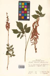 Astilbe rubra Hook. fil. & Thomson, Siberia, Russian Far East (S6) (Russia)