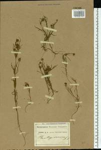 Plantago arenaria Waldst. & Kit., Eastern Europe, Central forest-and-steppe region (E6) (Russia)