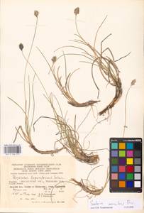 Sesleria coerulans Friv., Eastern Europe, West Ukrainian region (E13) (Ukraine)