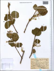 Erianthemum dregei (Eckl. & Zeyh.) van Tiegh., Africa (AFR) (Ethiopia)