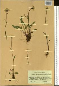 Tephroseris integrifolia subsp. atropurpurea (Ledeb.) B. Nord., Siberia, Yakutia (S5) (Russia)