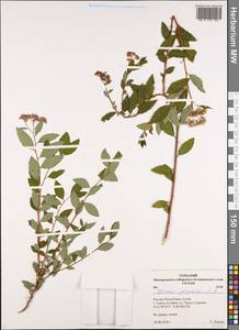 Spiraea japonica L. fil., Siberia, Altai & Sayany Mountains (S2) (Russia)