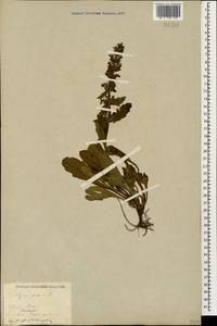 Ajuga genevensis L., Caucasus, Stavropol Krai, Karachay-Cherkessia & Kabardino-Balkaria (K1b) (Russia)