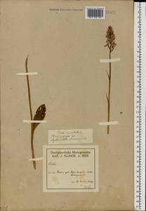 Dactylorhiza maculata (L.) Soó, Eastern Europe, Volga-Kama region (E7) (Russia)