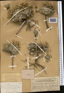 Psychrogeton olgae (Regel & Schmalh.) Novopokr. ex Nevski, Middle Asia, Western Tian Shan & Karatau (M3) (Kazakhstan)