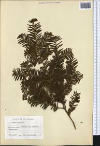 Taxus baccata L., Western Europe (EUR) (Aland)