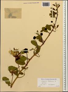 Capparis spinosa var. herbacea (Willd.) Fici, Caucasus, Dagestan (K2) (Russia)