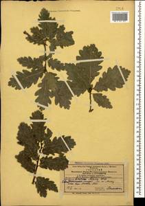Quercus petraea subsp. polycarpa (Schur) Soó, Caucasus, Azerbaijan (K6) (Azerbaijan)